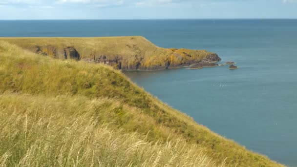 스코틀랜드의 해안에 클리프탑 잔디는 부드럽게 바람에 흔들립니다 백그라운드에서 주위에 평화롭고 — 비디오