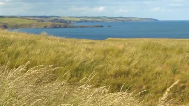 Dof 바다에서 바람에 잔디를 흔들어 스코틀랜드 동쪽의 랜드와 절벽과 아름다운 — 비디오