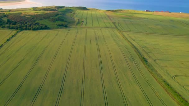 エリアル 砂丘の上の小麦畑を持つノーサンバーランドの風光明媚な海岸線 晴れた夏の日に青い北海の隣に繁栄するシリアル植物と緑栽培された土地の美しい景色 — ストック動画