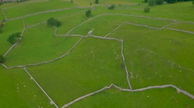 Yeşil otlakları çizen kuru taş duvarlardan oluşan güzel bir yama deseni. Yorkshire Dales Ulusal Parkı 'nın huzurlu kırsalında otlayan koyun sürüleri..