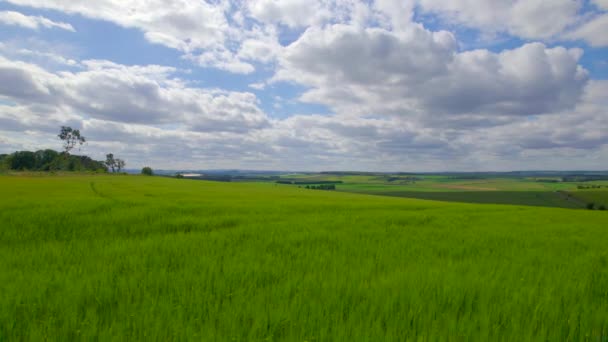 エリアル 夏の風に揺れている巨大な緑色の野原の素晴らしい景色 晴れた日の美しい風景の農業地域と緑の豊かな色合いのスコットランドの田園風景 — ストック動画