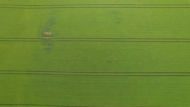 エレガントなトップダウン 緑小麦畑のトラクタートレースの水平線のパターン 晴れた夏の日にスコットランドの田舎で栽培された農地を繁栄させる抽象的な視点を和らげる — ストック動画