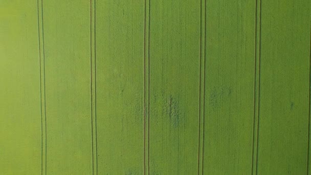 人工拖曳 小麦田中垂直排成直线的拖曳道模式 在阳光明媚的夏日 迷人的苏格兰农村富饶的耕地抽象概念 — 图库视频影像