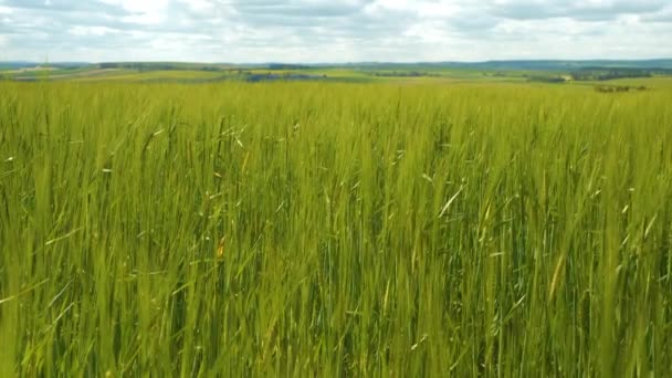 阳光明媚的夏日 青小麦在微风中沙沙作响 在美丽的苏格兰乡村 绿油油的农田里 庄稼正在成熟 用于粮食生产的广阔农田 — 图库视频影像