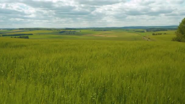 苏格兰农村 乌云笼罩在繁茂的农田上 庄稼正在成熟 阳光明媚的夏日 青小麦在微风中沙沙作响 用于粮食生产的广阔农田 — 图库视频影像