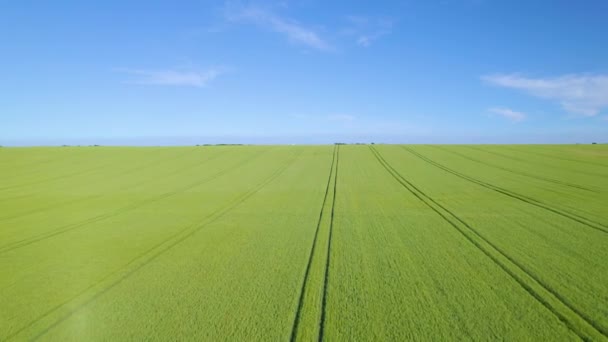 Aerial Spännande Vetefält Klarblå Himmel Kustnära Engelsk Landsbygd Grön Jordbruksmark — Stockvideo