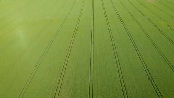 エリアル トラクタートラックのパターンを持つ巨大な小麦畑の素晴らしい景色 イギリスの田舎で繁栄する作物植物の鮮やかな色 農業車両の直線的な痕跡を有するグリーン農業分野 — ストック動画