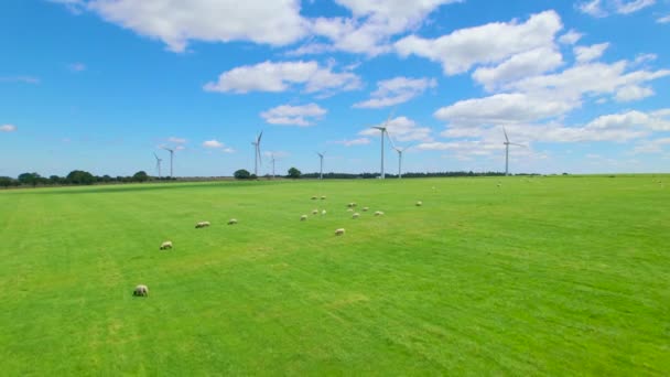 在一个工作的风力发电场旁边 是广阔的绿色牧场 牧场上有放牧的动物 在多风的约克郡农村 与白羊一起飞越草地 向风力涡轮机飞去 风力涡轮机发电 — 图库视频影像