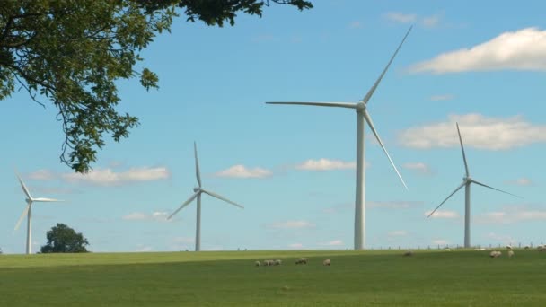 Ovce Klidně Pasou Zelené Louce Nimi Točí Větrné Turbíny Využití — Stock video