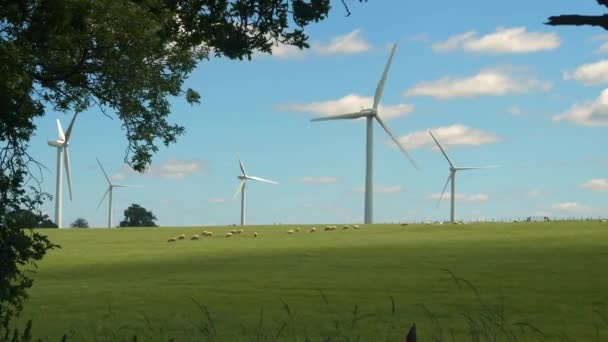View Grazing Sheep Spinning Windmills Framed Fluttering Foliage Exploiting Windy — Stock Video