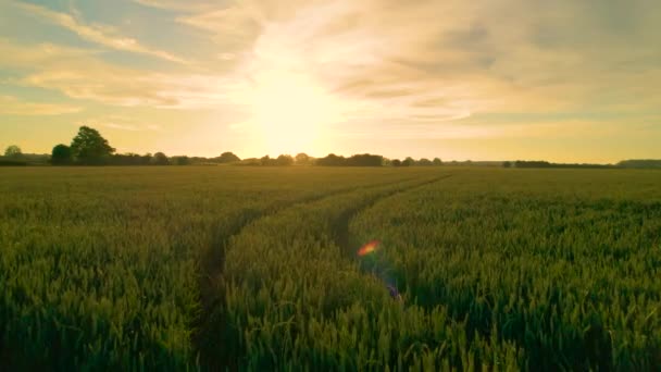 Аэриал Линс Большое Пышное Пшеничное Поле Красивом Золотистом Вечернем Свете — стоковое видео