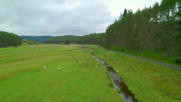 Aerial Flock Sheep Graze Green Meadow Small Mountain Streams Beautiful — Stock Video