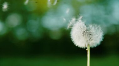 Yavaş hareket et, kopyala, kapat, Dof: narin beyaz karahindiba tohumları hafif esinti tarafından süpürülür. Çiçek açan karahindiba rüzgarda duruyor, tohumlar sakin yeşil zemine saçılmış..