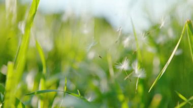 Çiçek açan bir çiçeğin narin karahindiba tohumları yemyeşil çayırlara dağılır. Pofuduk beyaz karahindiba tohumları mükemmel güneşli bir günde uzun otların arasında yüzer..