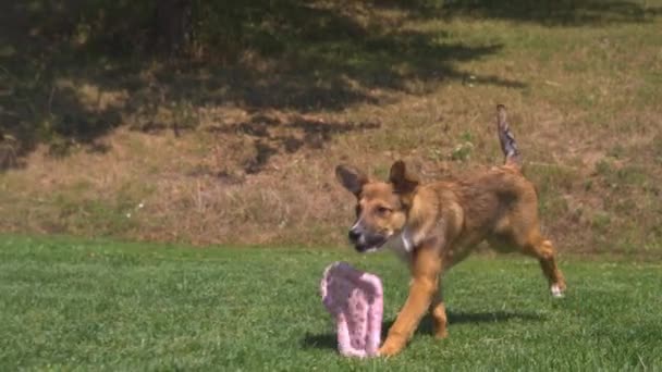 Slow Motion Flose Filhote Cachorro Pêlo Marrom Adorável Deixa Cair — Vídeo de Stock