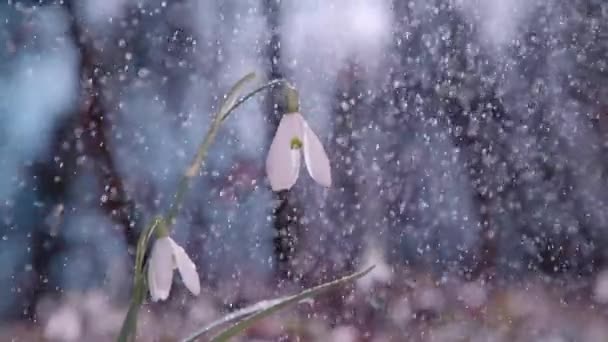 Slow Motion Close Dof Fresh Spring Rain Falls Delicate Little — стоковое видео