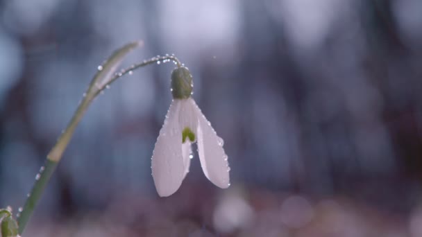 スローモーション クラッシュアップ Dof 弁護士の優しい白いスノーベル花は 木を通って来る雨の日光の後 穏やかに泳ぎます 春の雨の後 花は鮮やかでリフレッシュしています — ストック動画