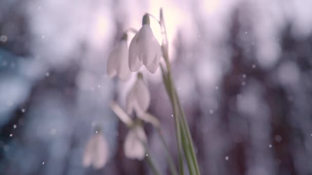 慢动作 春天的薄雾开始飘落在一束雪铃般的白花上 明亮的阳光从树上透出 薄雾笼罩在光明的背景中 — 图库视频影像