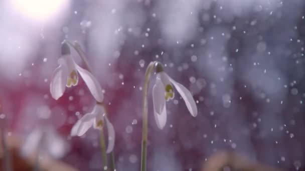 Beyaz Kar Çanı Çiçeğinin Üzerine Bahar Yağmuru Yağmaya Başlıyor Gülüşmeler — Stok video