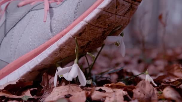 Slow Motion Close Dof 落ち葉から芽吹く繊細な雪滴の花の集まりの上にランニングシューズを着用している認識できない女性 スノーベル花の上の不注意な女性のジョギングステップ — ストック動画
