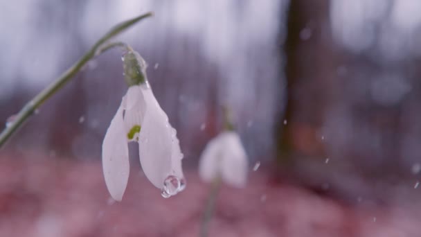 Slow Motion Close Dof Delikatny Biały Kwiat Dzwonka Śnieżnego Pokryty — Wideo stockowe
