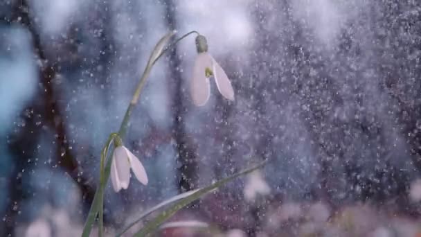 Slow Motion Close Dof Spring Rain Starts Falling Gentle White — Stock Video