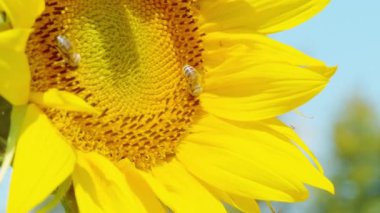İki küçük işçi arı, canlı sarı bir ayçiçeğinden polen topluyor. Arılar birlikte çalışırlar, parlak bir ayçiçeğinin çiçek açan yüzeyinde yakalanırlar. Güneşli bir günde çalışan arıların sahne çekimi.
