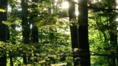 Baharın güneşli bir gününde dingin bir ormanın yemyeşil otlağının manzaralı insansız hava aracı görüntüsü. Parlayan yeşil dalların arasında uçuyor altın güneş tarafından aydınlatılan ağaçların..