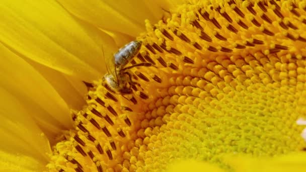 Macro Dof Une Abeille Diligente Recueille Pollen Sur Paysage Détaillé — Video