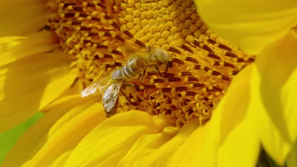 Macro Dof Deux Abeilles Récoltent Pollen Sur Paysage Détaillé Centre — Video