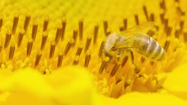 Macro Dof 详细拍摄了覆盖在蜂蜜上的金色灰尘 从葵花花雌蕊中采集花粉 为庄稼授粉 蜜蜂正在不知疲倦而迅速地采集花粉 以保护野生动物 — 图库视频影像