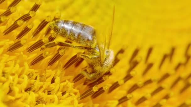 Macro Une Petite Abeille Domestique Collecte Pollen Pistil Tournesol Fleurs — Video