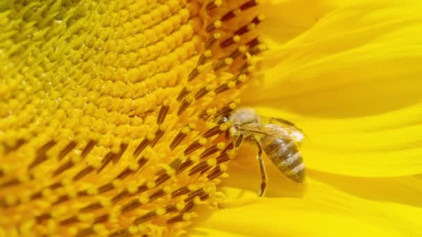 Macro Dof Plan Détaillé Une Délicate Abeille Domestique Recueillant Pollen — Video