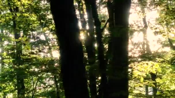 Aerial Lens Flare Moving Forest Tree Trunks Pass Kaleidoscopic Colorful — Stock Video