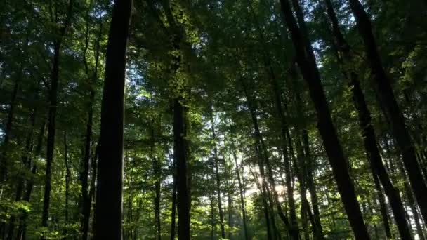 Aerial Flying Majestic Tree Trunks Lush Green Forest Illuminated Sunlight — Stock Video