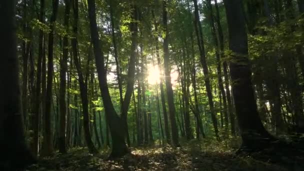 AÉRIAL, LÈVRE FLARE : Se déplacer à travers les sous-bois forestiers dans une forêt ensoleillée printanière. Soleil illuminant les arbres à travers leurs auvents. Les insectes forestiers et les papillons volent à travers les grands troncs.