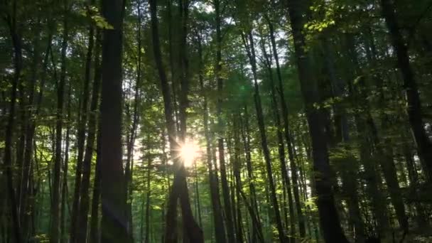 AÉRIAL, LÈVRE FLARE : Des casseroles près des troncs d'arbres tandis que des rayons de soleil brillants traversent les auvents. Le soleil printanier illumine la forêt verte. Drone scénique de la verdure luxuriante d'une forêt sereine.