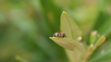 Yeşilliklerin arasında, yemyeşil, yemyeşil bir arka planı olan şirin zıplayan örümcek. Bulanık arkaplanı olan yeşil bir yaprağın üzerinde zıplayan bir örümcek. Karmaşık gözlerini ve desenlerini vurguluyor..