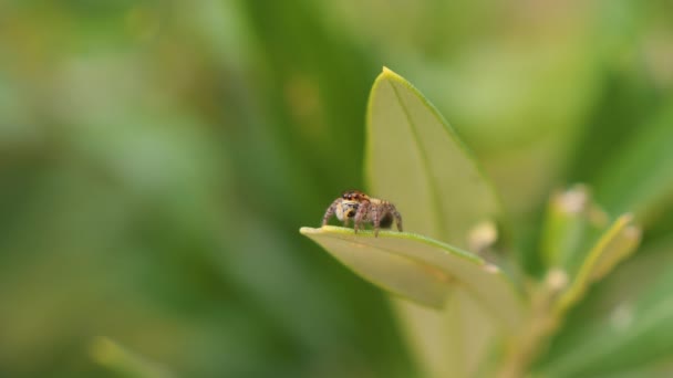Slow Motion Macro Dof Χαριτωμένο Άλμα Αράχνη Ανάμεσα Πλούσια Βλάστηση — Αρχείο Βίντεο