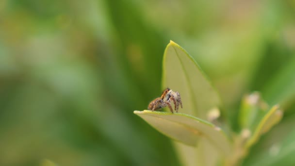 Slow Motion Macro Dof ラッシュグリーンの自然の中で葉の端を覗く愛らしい小さな茶色のジャンプクモ 緑豊かな緑に囲まれたかわいいジャンプスパイダー ぼやけた自然の背景 — ストック動画