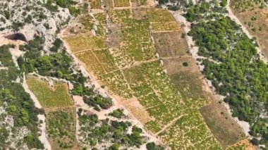 Hvar adasının engebeli arazisine yayılan yemyeşil zeytin koruluklarının ve teraslı bağların üzerinden uçarak. Kireçtaşı bir dağ yamacının panoramik drone görüntüsü teraslı üzüm bağlarıyla süslenmiş..