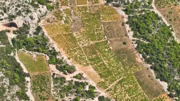 Aerial Flying Lush Olive Groves Terraced Vineyards Sprawling Rugged Terrain — Stockvideo
