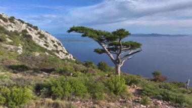 Çam ağacı engebeli dağın tepesinde duruyor ve Adriyatik Denizi 'ne bakıyor. Güneşli bir yaz gününde Hvar adasının tepelerindeki yemyeşil Akdeniz bitkisinin panoramik hava manzarası.