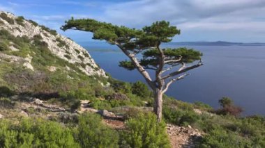 Güneşli bir yaz gününde Hvar adasının tepelerindeki yemyeşil Akdeniz bitkisinin panoramik hava manzarası. Çam ağacı engebeli dağın tepesinde duruyor ve Adriyatik Denizi 'ne bakıyor.
