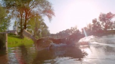 Neşeli köpek, sıcak yaz gününde ferahlatıcı nehre atlıyor. 