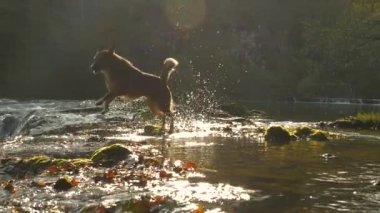 Şirin melez köpek, sığ nehirde mutlu bir şekilde koşar. Neşeli kahverengi köpek, serinleyebileceği nehir kıyısında serinliyor ve eğleniyor. Sıcak ve güneşli yaz günlerinde