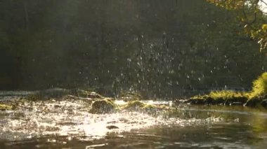 Yavaş hareket, LENS FLARE Eğlenceli bir köpek fırlatılan ahşap bir sopayla suya girer. Sıcak ve güneşli yaz günlerinde serinleyebileceği nehir kıyısında tatlı kahverengi köpek sıçrıyor ve eğleniyor..