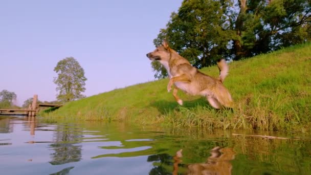 Slow Motion Close Hund Stürzt Sich Vom Grasbewachsenen Flussufer Ins — Stockvideo