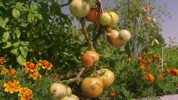 Close Plant Cluster Half Ripe Tomatoes Were Damaged Hail Yellow — Stok Video