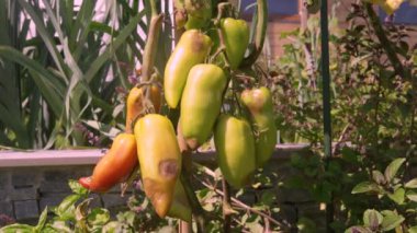 CLOSE UP: Lushly growing peppers bruised and damaged by the summer hailstorm. Rotting ripening vegetables and a failed harvest from the raised bed garden. Storm damage on growing crops and plants.